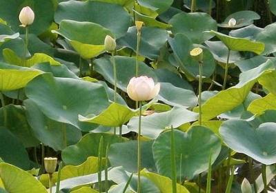 丫头生日的句子(共50句)