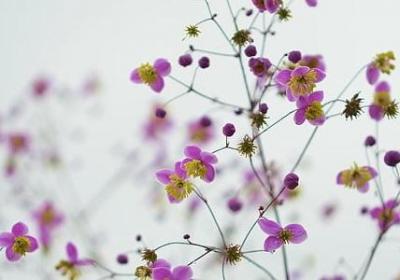 戚家造句 戚家相关的句子有那些(推荐56句)