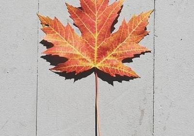 芦苇造句 与芦苇相关的句子有那些(汇总100句)