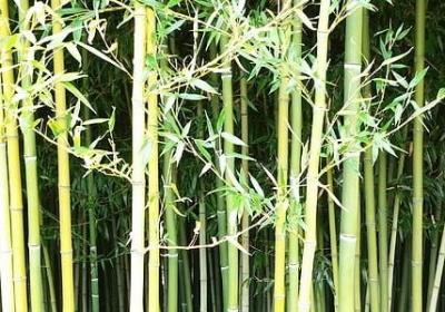 催货款经典句子(50句)