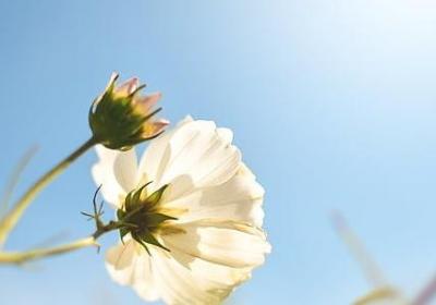 苹果造句 苹果可以组的句子有那些(必备57句)