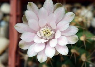 借代修辞的句子(50句)