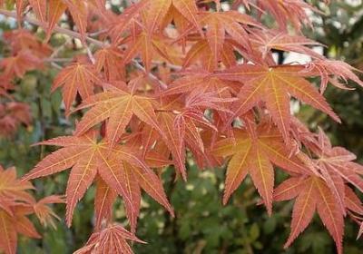 友谊的歌词唯美句子(优选50句)