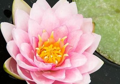喂不饱的狗的经典句子(合集50句)