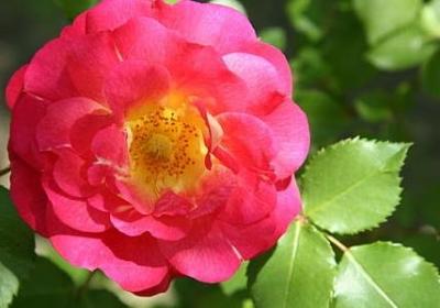 妲己的句子伤感(必备50句)