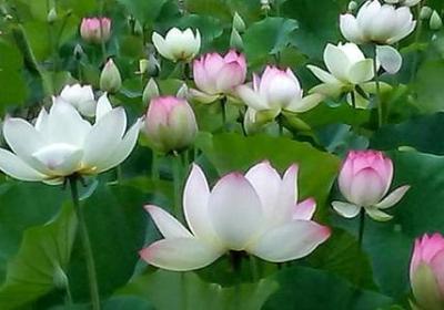 不烦造句 与不烦相关的句子有那些(推荐82句)