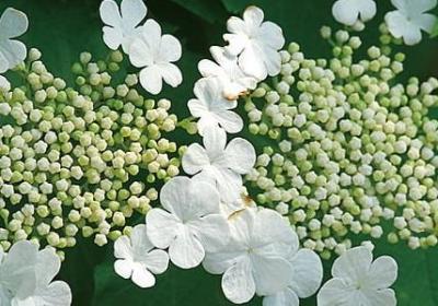 宁静的早晨唯美句子(50句)