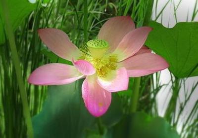 恩宠与勇气经典句子(热门50句)