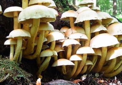 戒掉熬夜的句子(必备26句)