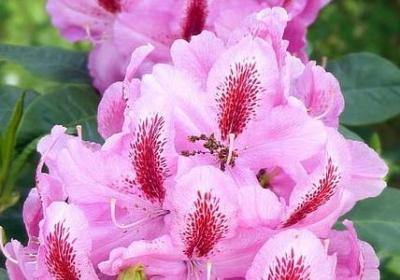 彼岸花伤感句子(优选50句)