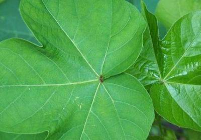 我姓王专属句子爱情(汇总50句)