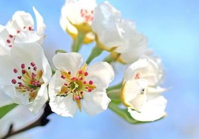 芝草造句 芝草可以组的句子有那些(优选77句)