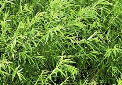 用都像造句子(合集50句)