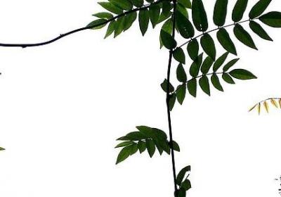 百毒不侵的唯美句子(20句)