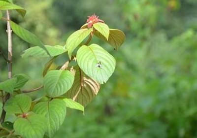 摘草莓的心情喜悦句子(推荐47句)