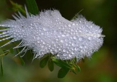 栀子花的句子(精选20句)