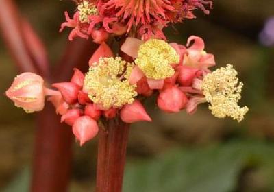 昙花固然美丽补充句子(共10句)