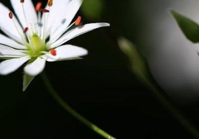 物种造句 关于物种的句子有那些(汇总75句)