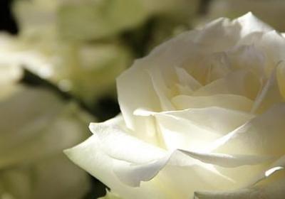 铲子造句 有关铲子的句子有那些(推荐85句)