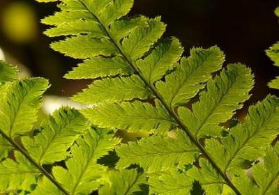 泉水造句子一年级(推荐50句)