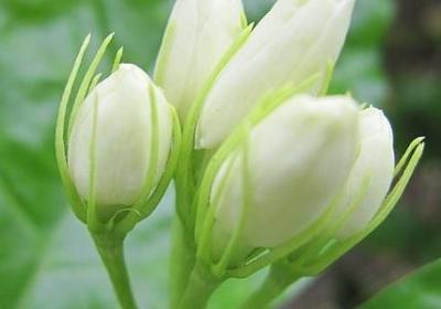 花茶造句 用花茶组相关的句子(热门59句)