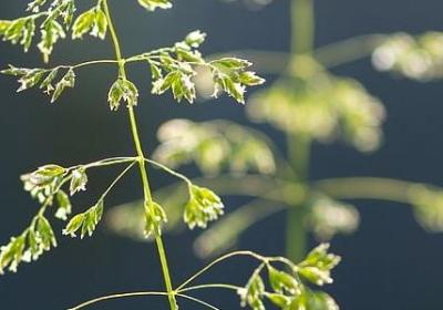 桂花飘香的句子(实用50句)
