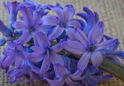 师资造句 师资可以组的句子有那些(精选60句)