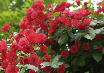 花儿美的句子(汇总10句)