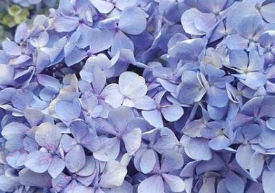 花环造句 与花环相关的句子有那些