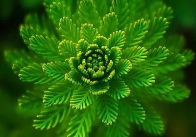 茶与爱情邂逅的句子(50句)