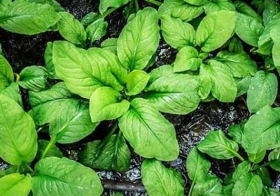 蝴蝶破茧而出的句子(实用40句)