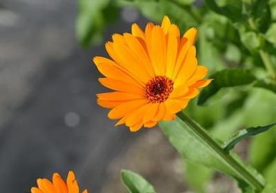 莲花造句 莲花可以组的句子有那些(共71句)