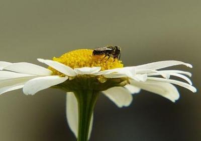 蜜蜂采蜜的句子(合集15句)