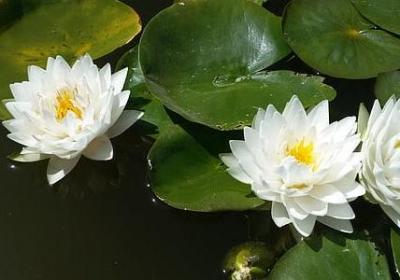 20个简单英语句子(精选40句)