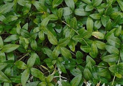 约朋友喝茶的句子(通用40句)