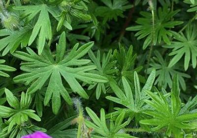 谢谢一直陪伴我的人句子(优选20句)