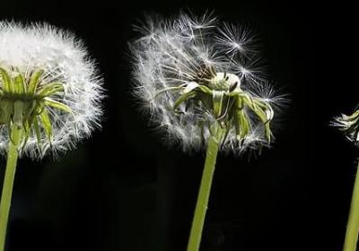 赏菊花的句子(推荐20句)