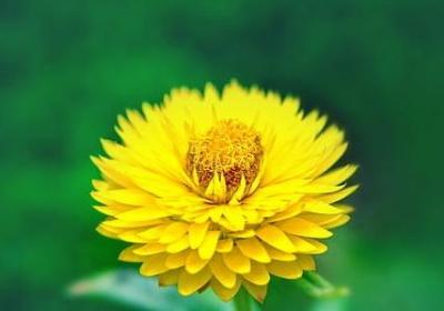 2022赏花的心情句子(精选50句)