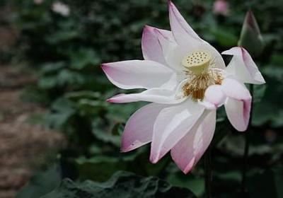 花朵绽放的哲理句子(实用50句)