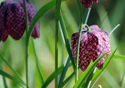 蜜蜂采集花粉扩写句子(实用10句)