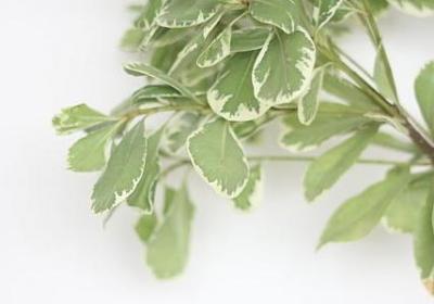 赞养花人的句子(汇总20句)