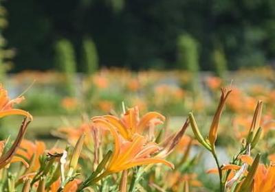 芬芳能组什么句子(共51句)