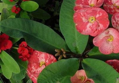 蜜蜂补充句子(精选10句)