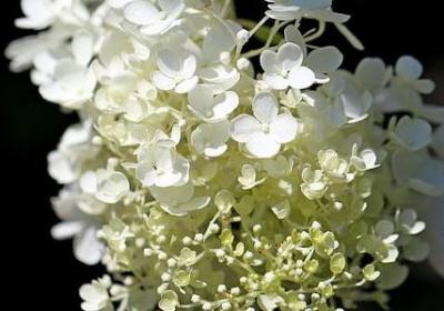童年的夏天句子赏析(实用20句)