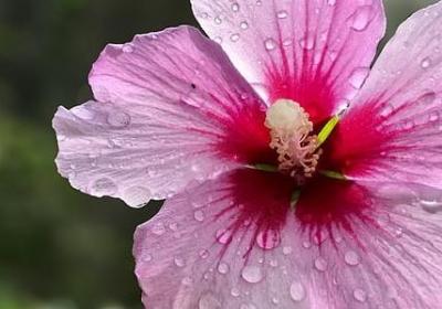 蒙蒙细雨心情唯美句子(通用10句)