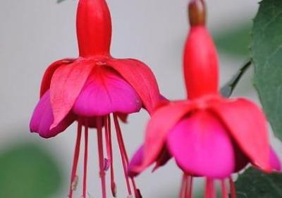 表达菊花的句子(优选20句)
