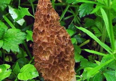 种菜的唯美句子(通用50句)