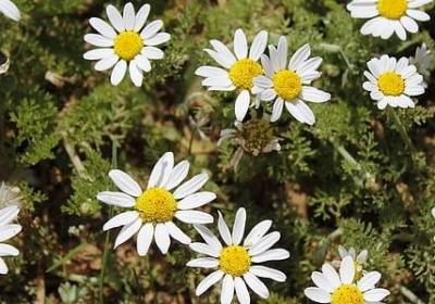 雪花飞舞把句子写具体(精选50句)
