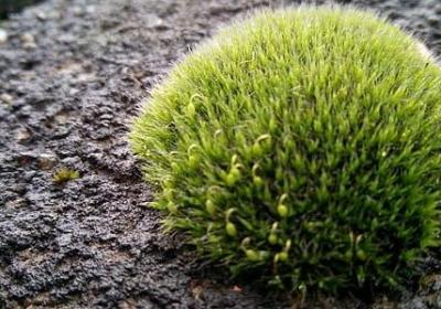 顶针写法的句子(汇总50句)