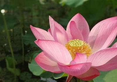 花园造句 花园相关的句子有那些(共92句)